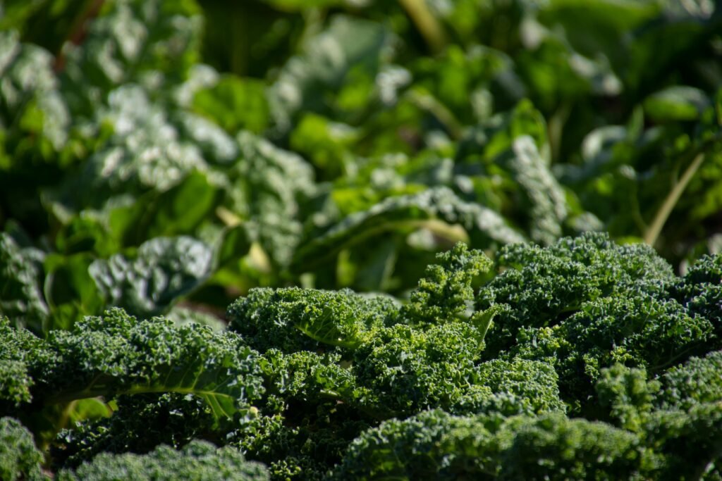 benefits of broccoli, amazing health benefits of broccoli for immunity, why broccoli is a powerful superfood for daily wellness, science-backed broccoli benefits for digestion and detox, broccoli nutrition facts that boost overall health, how broccoli naturally supports weight loss and immunity