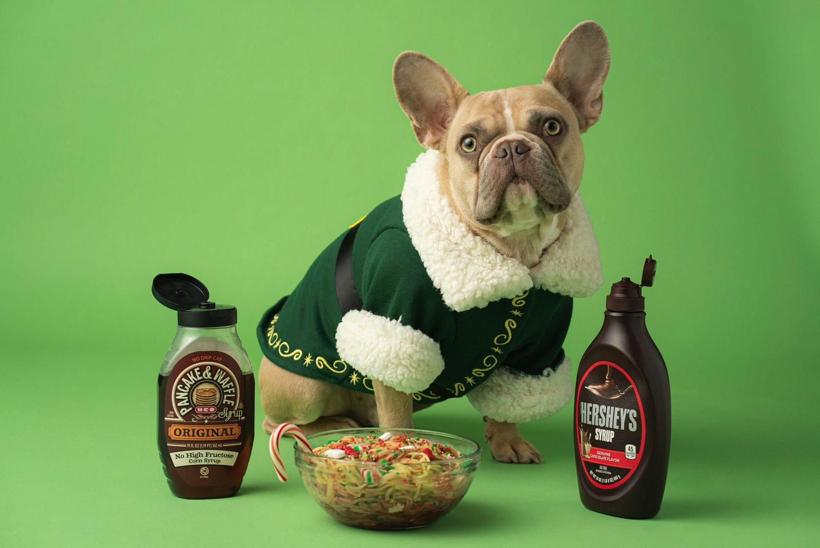 What to Feed Your Dog for a Healthy Coat