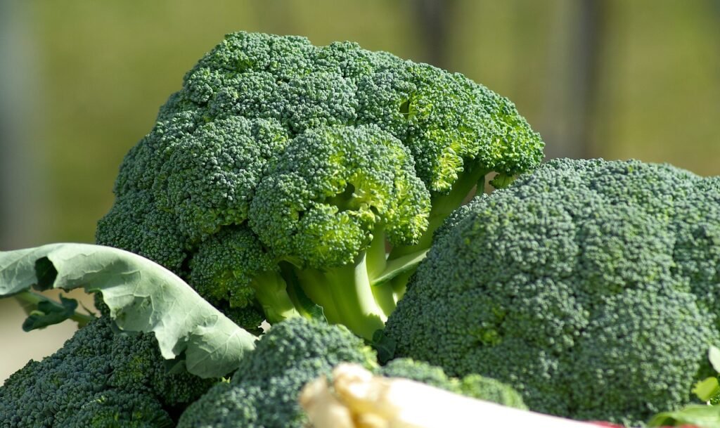 benefits of broccoli, amazing health benefits of broccoli for immunity,
why broccoli is a powerful superfood for daily wellness,
science-backed broccoli benefits for digestion and detox, broccoli nutrition facts that boost overall health, how broccoli naturally supports weight loss and immunity
